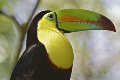 costa_rica_adventure