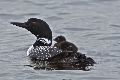 minnesota_wildlife