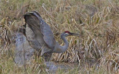 Sandhill Crane Courtship