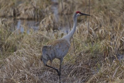 sandhill_cranes