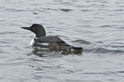 Mother and baby loons