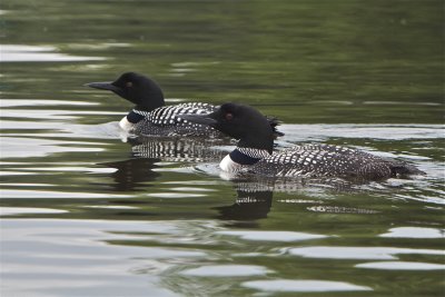 loons