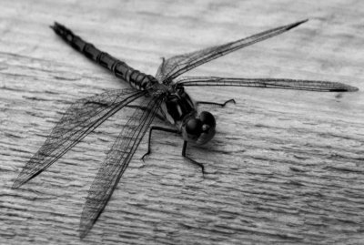 Dragonfly, Loch Shiel