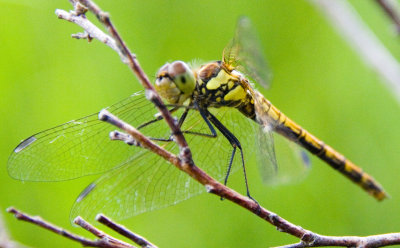 Dragonfly, Loch Shiel