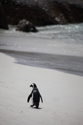 Shell hunting penguin