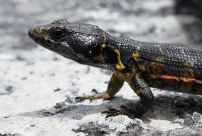 Black and yellow lizard