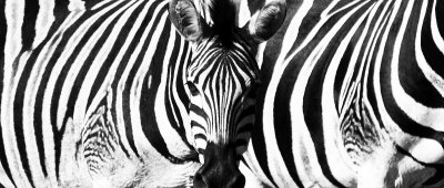 Hluhluwe Zebras