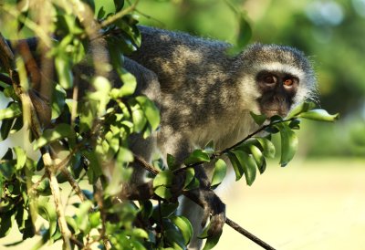 Adult Vervet Monkey