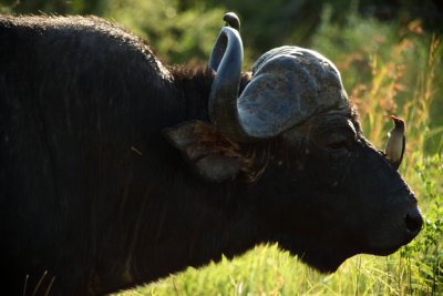 Cape Buffalo and Oxpecker