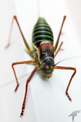 Is it a grasshopper?