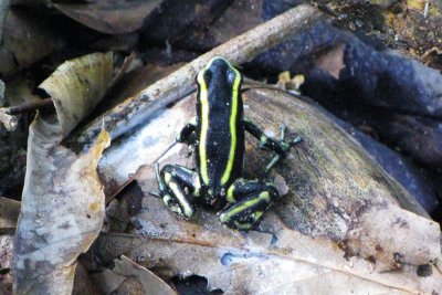 Tayrona Frog