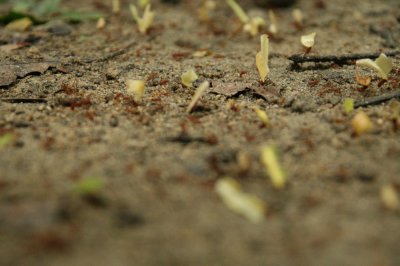 Tayrona Ant Highway