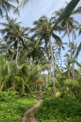 Tayrona