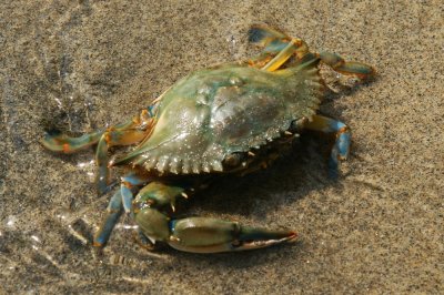 Tayrona Feisty Crab