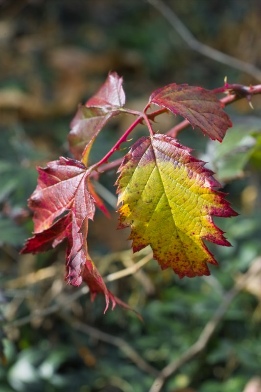 IMG20305CC.jpg