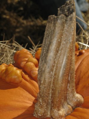 IMG_5987.jpg