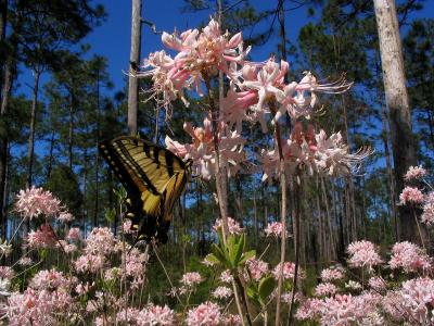 Swallow tail and swamp azealea