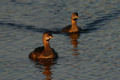 Pied-billed grebes