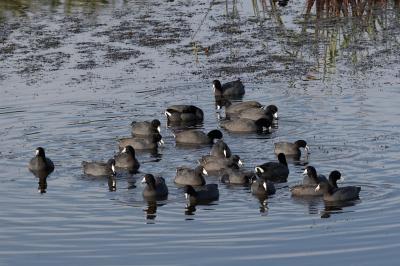 A raft of coots