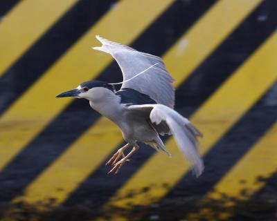 Black-crowned Night Heron