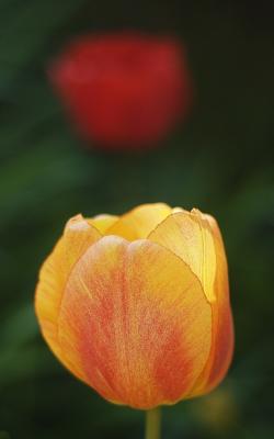 Tulipnok I.