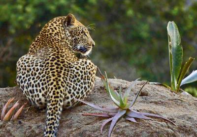 Elephant Plains - Leopard in camp