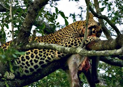 Nottens - Leopard with baboon kill