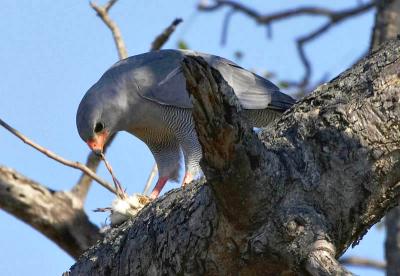 Nottens - Pale Chanting Gosshawk on kill