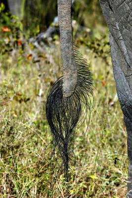 Elephant Plains - Elephant Tail