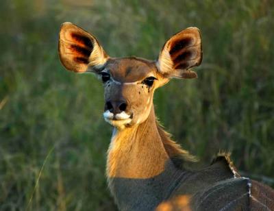 Elephant Plains - Female Kudu