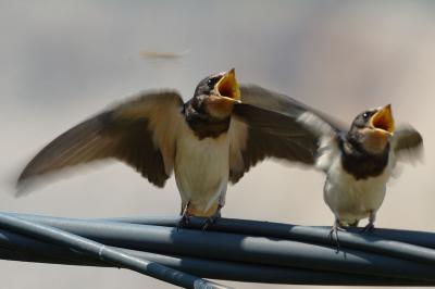 Swallows (lastavice)