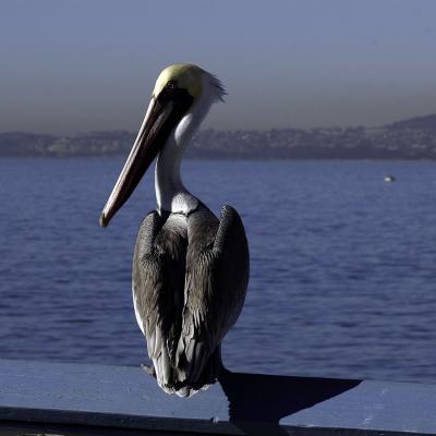 San Clemente 5951.JPG