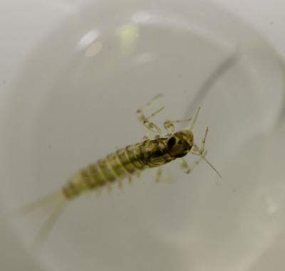 IMGP10740.jpg