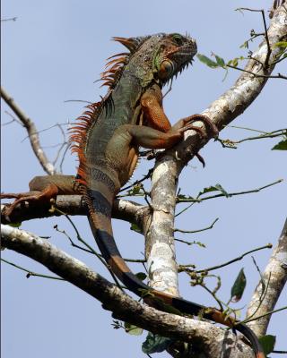 Native Iguana1.JPG