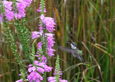 Hummingbirds