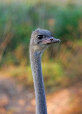 Ostrich.JPG