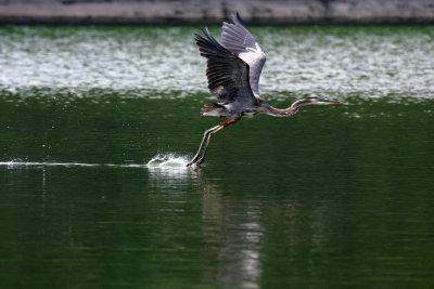 CRW_9757_RJ.JPG