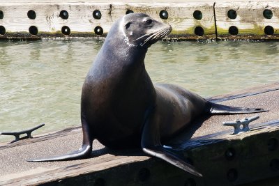 OR Astoria Sea Lion.jpg