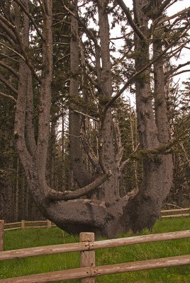 OR Cape Mears Octopus Tree.jpg