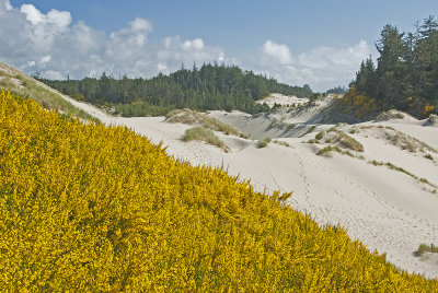 OR Oregon Dunes NRA 1.jpg