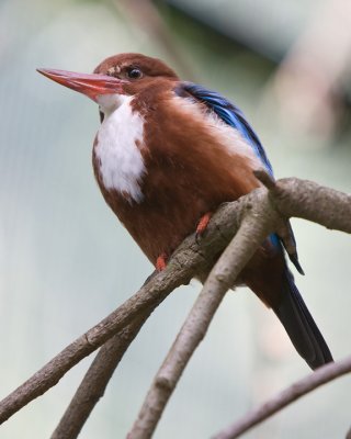 White-breasted Kingfisher