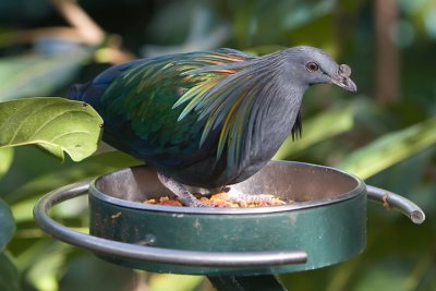 Nicobar Pigeon