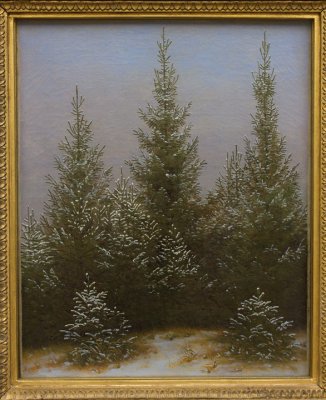 Fir Trees in the Snow