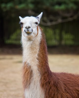 Llama