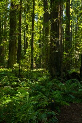 Humboldt Redwoods State Park