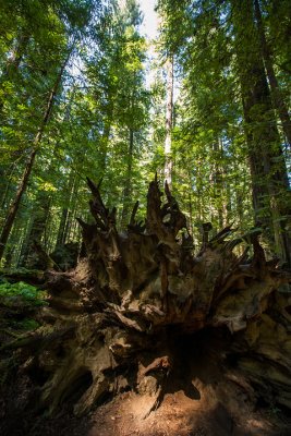 Roots of a Fallen Tree