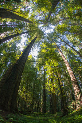 Fisheye Redwoods