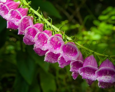 Foxglove