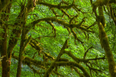 Deadwood Forest