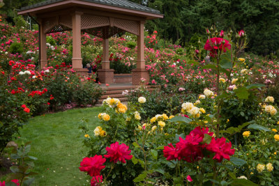 Portland Rose Garden